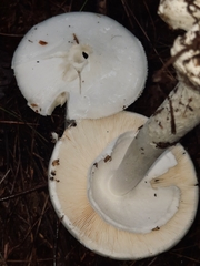 Phalloideae