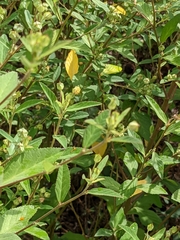 Sida rhombifolia