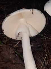 Phalloideae