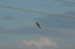 Tyrannus melancholicus