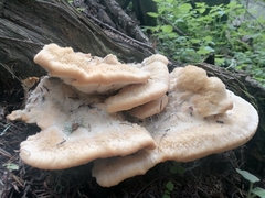 Climacocystis borealis