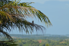 Tyrannus melancholicus