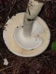 Phalloideae