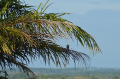 Tyrannus melancholicus