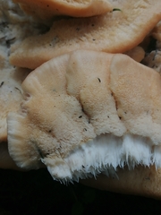 Climacocystis borealis