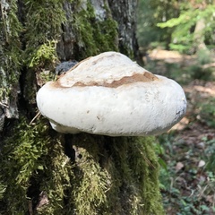 Fomes fomentarius