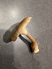 Ampulloclitocybe clavipes