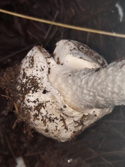 Phalloideae