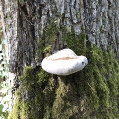 Fomes fomentarius