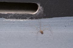 Micropholcus fauroti