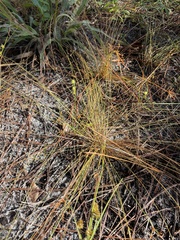 Bulbostylis ciliatifolia