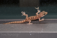 Hemidactylus parvimaculatus