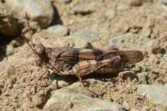 Oedipoda