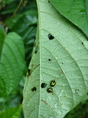Theridula gonygaster