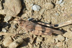 Oedipoda