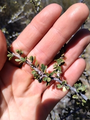 Condalia microphylla