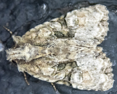 Oligia modica