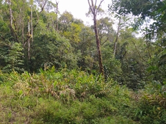 Hedychium coronarium