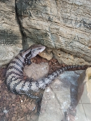 Tiliqua
