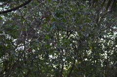 Hypnelus ruficollis