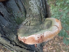 Phellinus igniarius