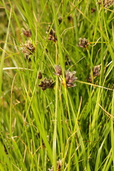 Bolboschoenus maritimus