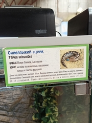 Tiliqua