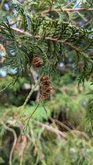 Chamaecyparis pisifera