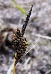 Carex nigra