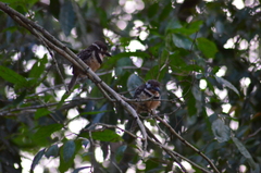 Hypnelus ruficollis
