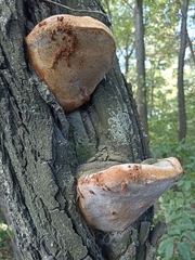 Phellinus igniarius