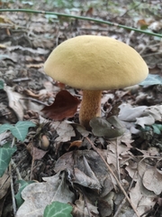 Suillellus luridus