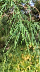 Chamaecyparis pisifera