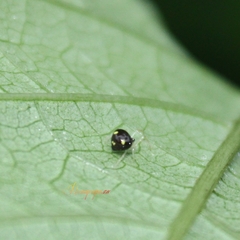 Theridula gonygaster