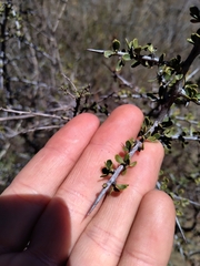 Condalia microphylla