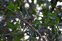Hypnelus ruficollis