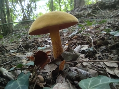 Suillellus luridus