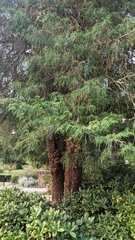 Chamaecyparis pisifera