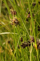 Bolboschoenus maritimus