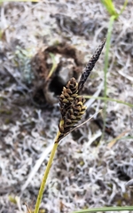 Carex nigra