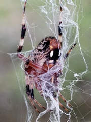 Neoscona domiciliorum