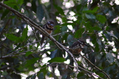 Hypnelus ruficollis