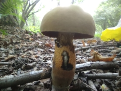 Suillellus luridus