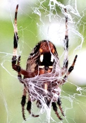 Neoscona domiciliorum