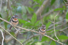 Hypnelus ruficollis