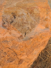 Sceloporus occidentalis