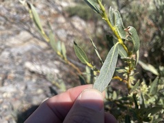Salix lasiolepis