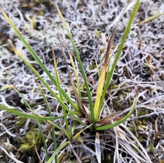Carex nigra