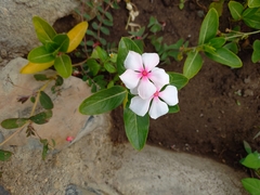 Catharanthus