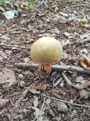 Suillellus luridus
